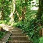 woodland steps